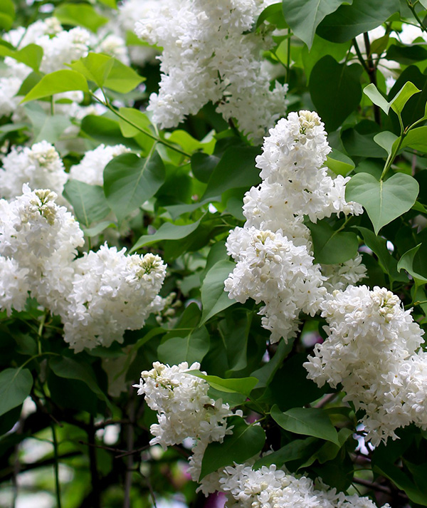 Lilac | Great Hill Horticulture Foundation