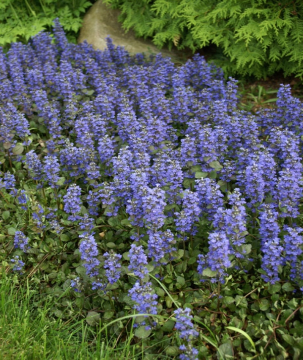 Ground Covers Great Hill Horticulture, Is Ajuga A Good Ground Cover