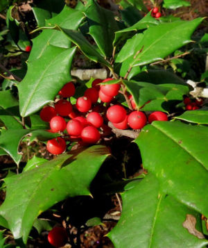 American Holly Berries