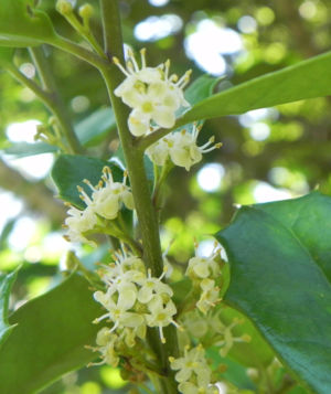 American Holly Flowers