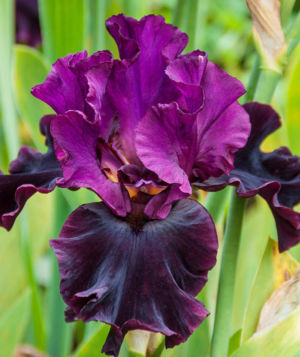 Bearded Iris 1 Gallery