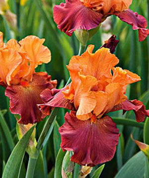 Bearded Iris 3 Gallery