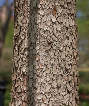 Cornus Florida bark