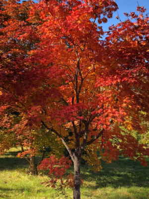 Fall Color Nursery