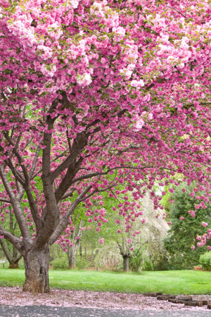 Flowering Cherry Tall