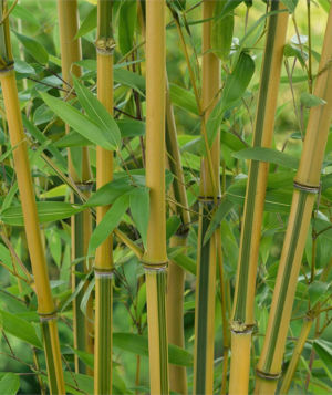 Golden Bamboo 2