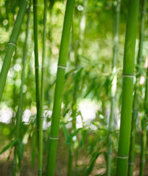 Golden Bamboo 4