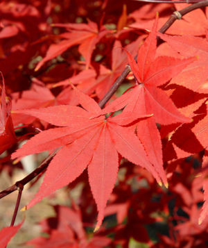 Japanese Maple 'Omato' leaf