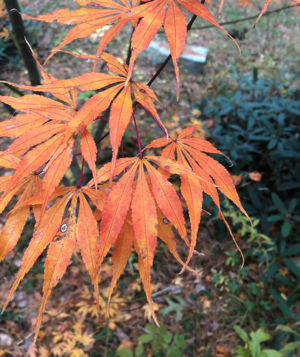 Japanese Maple unknown