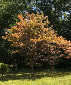 Japanese Maple (Summer Color)