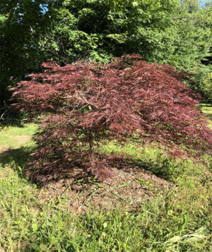 Japanese Maple 'Red Select'