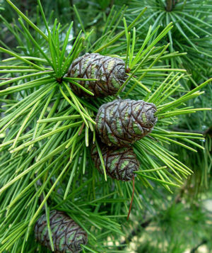 Japanese Umbrella Pine 4 Web