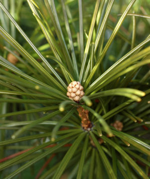 Japanese Umbrella Pine 6 Web