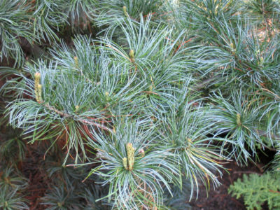 Japanese White Pine 1