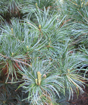 Japanese White Pine 1 Web