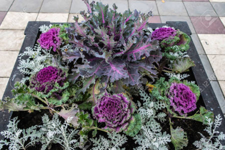 Ornamental kale in garden bed