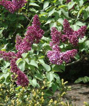 Lilac 6 Web