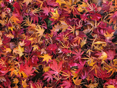 Maple Leaves Web