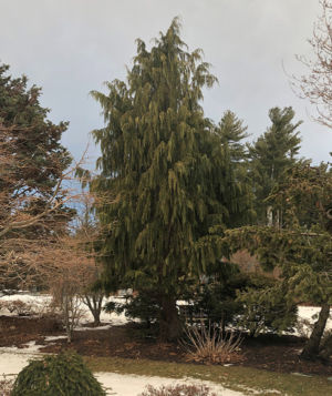 Alaskan Cedar in the Garden