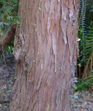 Alaskan Cedar Bark