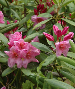 Rhododendron 1 Web Album