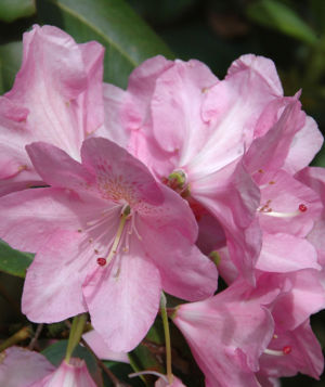 Rhododendron 2 Web Album