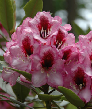 Rhododendron 4 Web Album