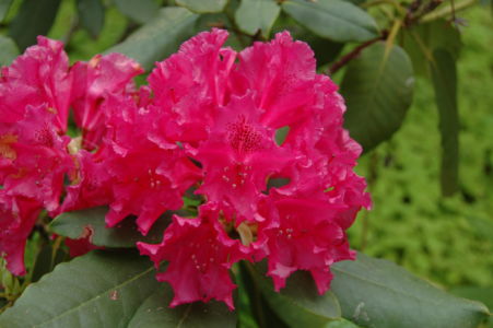 Rhododendron Red Flower