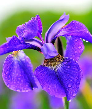 Siberian Iris 1 Gallery