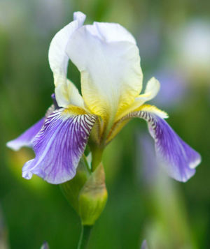 Siberian Iris 2 Gallery