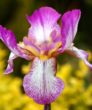 Siberian Iris 3 Gallery
