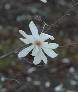 Star Magnolia 6 Web
