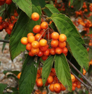 Tea Viburnum fruit