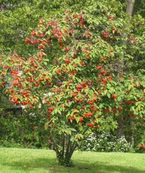 Tea Viburnum shrub