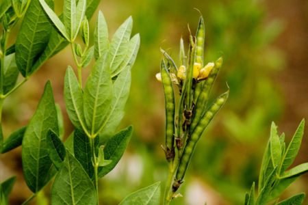 Thermopsis rhombifolia