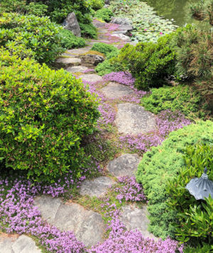 Thyme Stepping Stones