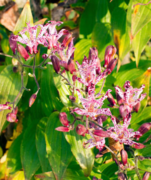 Toad Lily 2 Web