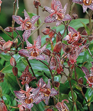 Toad Lily 4 Web