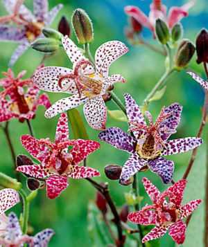 Toad Lily 5 Web