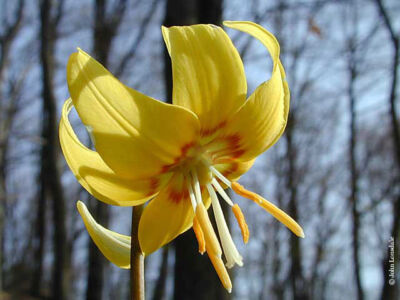 Trout Lily 5