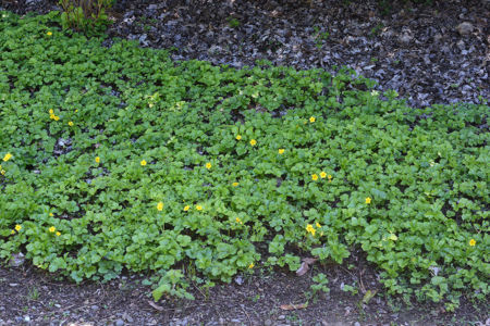 Waldsteinia fragarioides, Barren Strawberry, Oregon Garden, 4/11/19