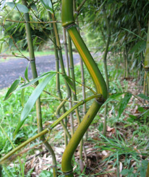 Zigzag Bamboo