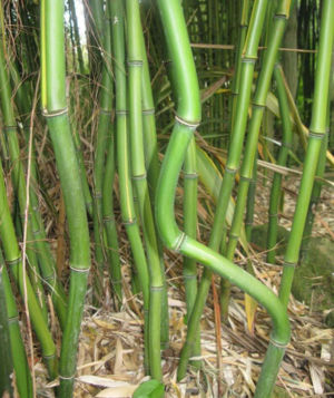 Zigzag Bamboo 2