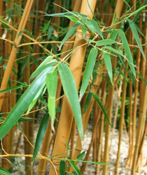Zigzag Bamboo 4