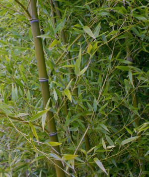 Zigzag Bamboo 5