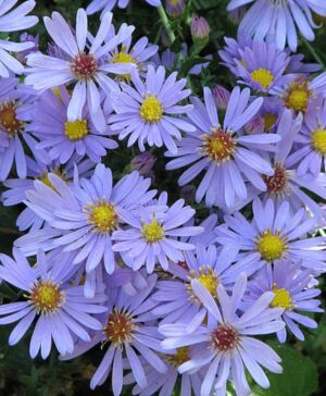 Aster2