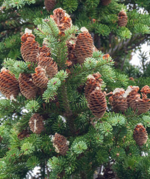 Balsam fir foliage and disintegrating cones