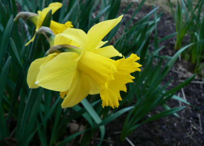 Daffodil 3 Web