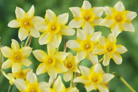 Daffodil 4 Web