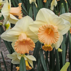 Daffodil 5 Web